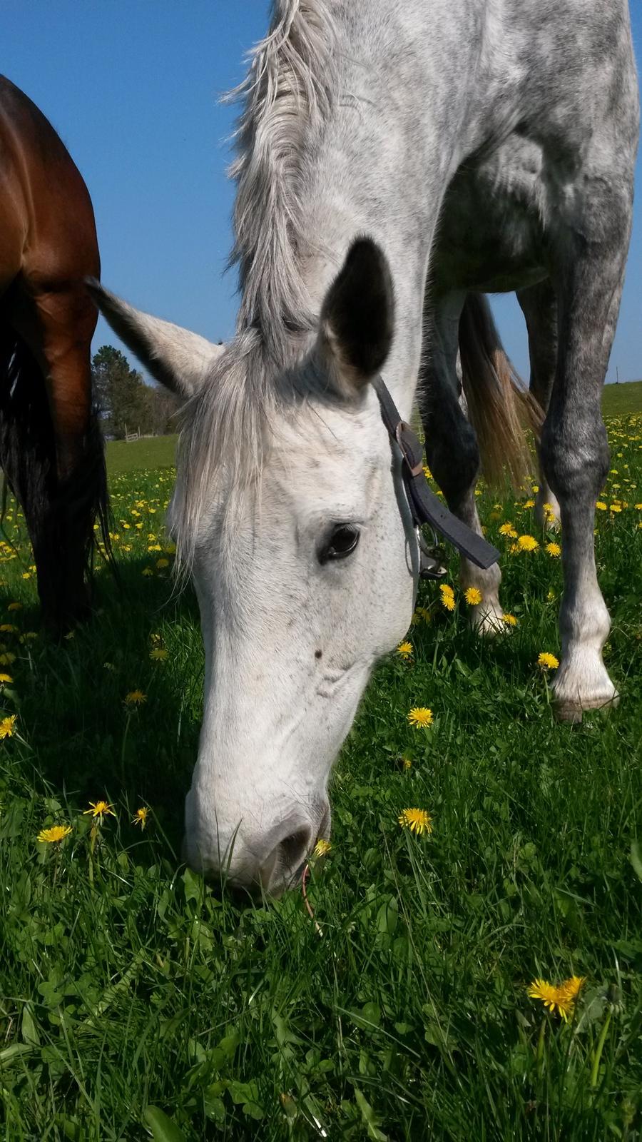 Dansk Varmblod Venus billede 8