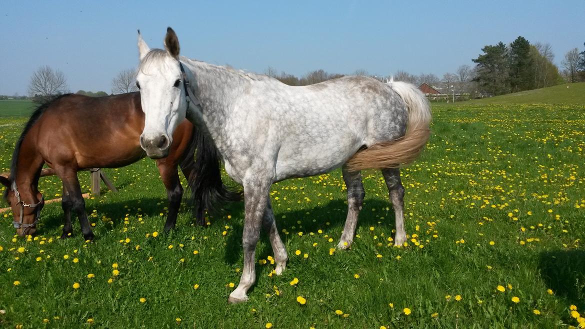 Dansk Varmblod Venus - sommer 214 billede 12