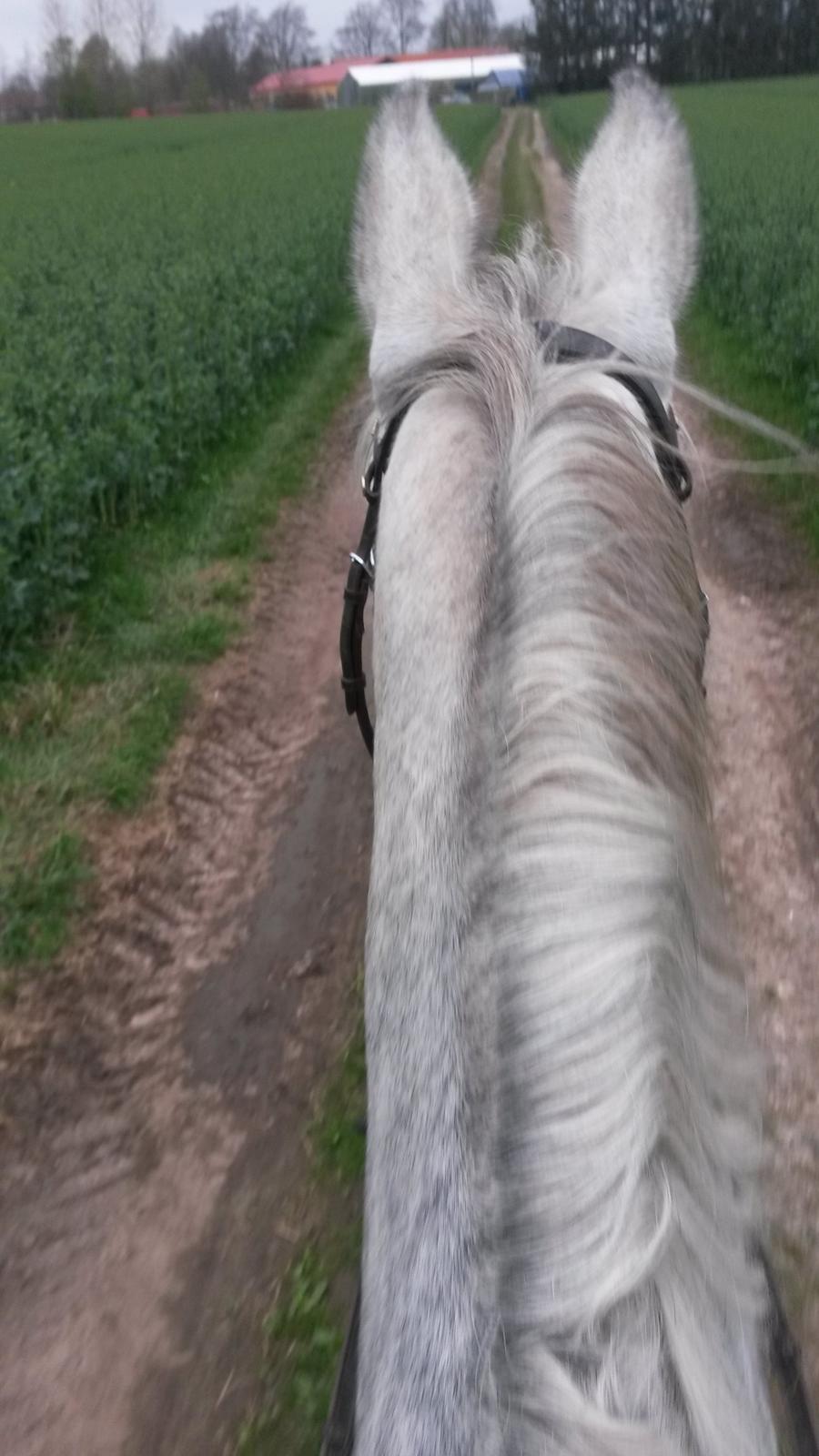 Dansk Varmblod Venus billede 11