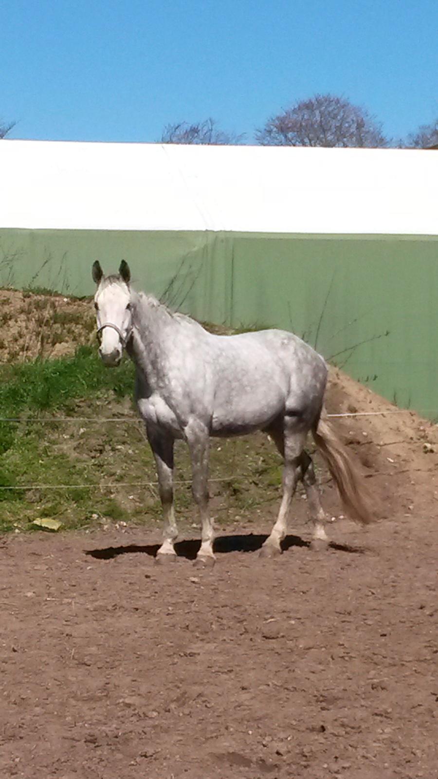 Dansk Varmblod Venus billede 2