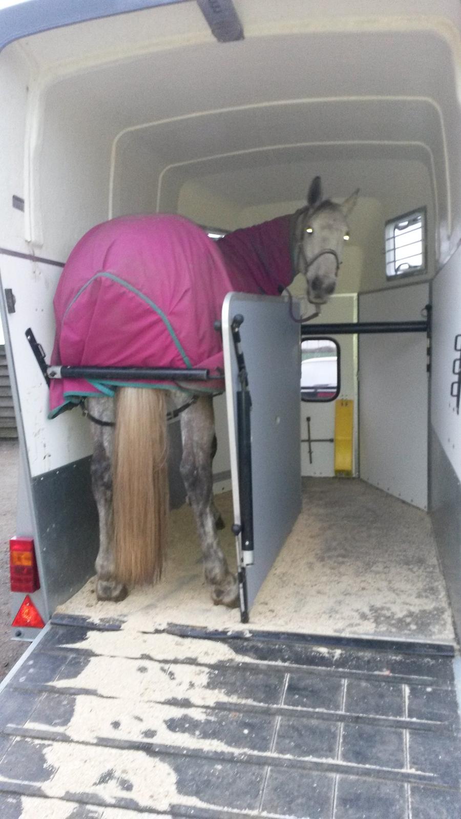 Dansk Varmblod Venus - vinter 2014 billede 15