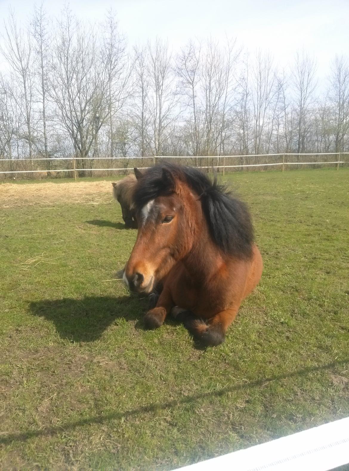 Islænder Jörp fra Skygge billede 11