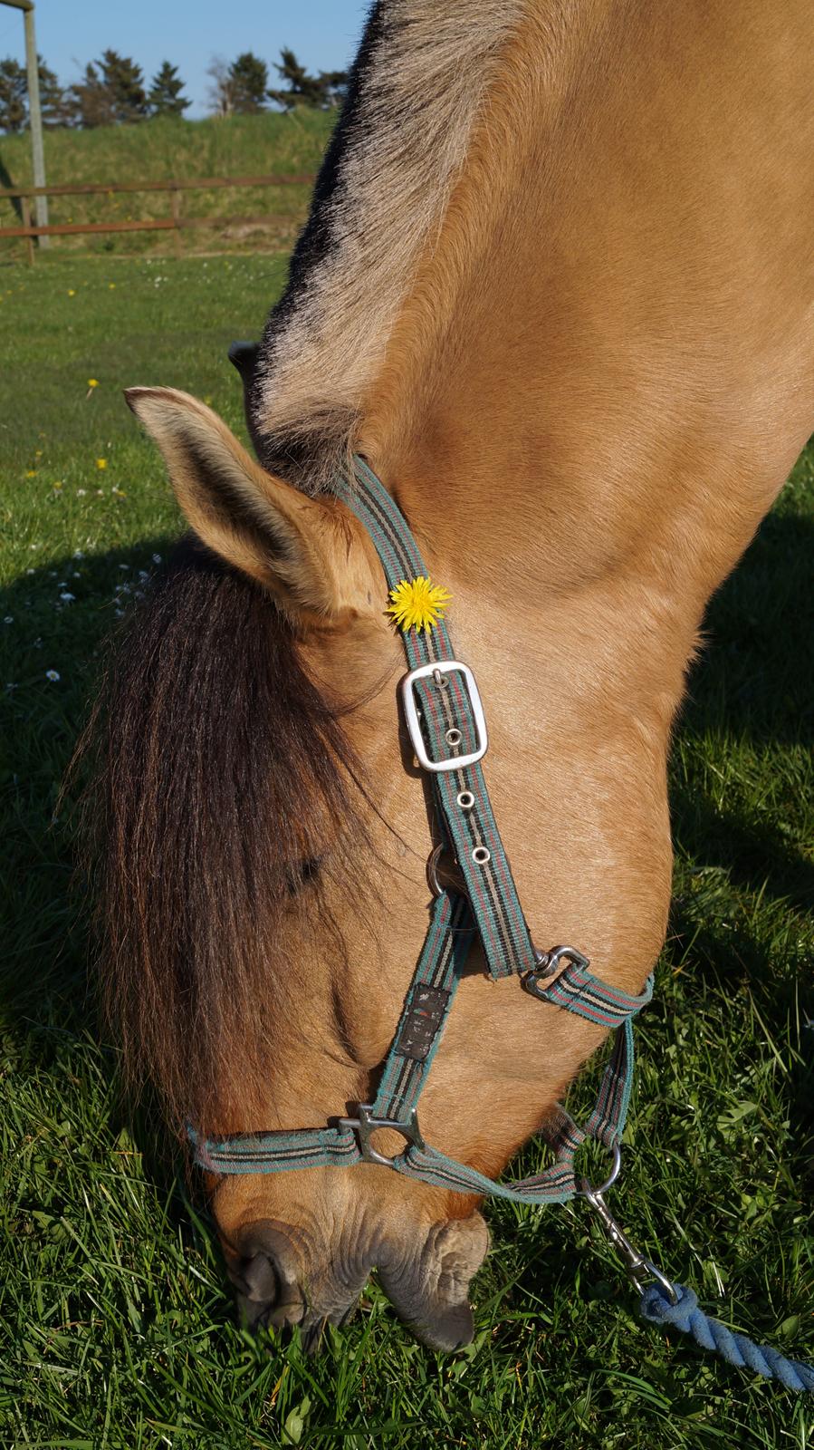 Anden særlig race Joker AKA Jokke billede 3