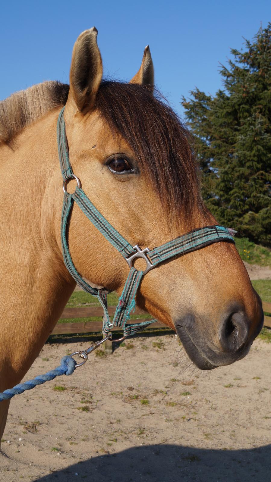 Anden særlig race Joker AKA Jokke billede 12