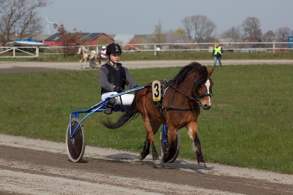 Gotlandsruss Pingo Pan(Æslet) <3 billede 6