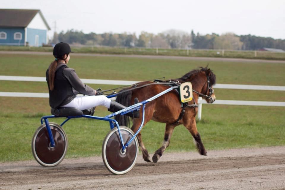 Gotlandsruss Pingo Pan(Æslet) <3 billede 14