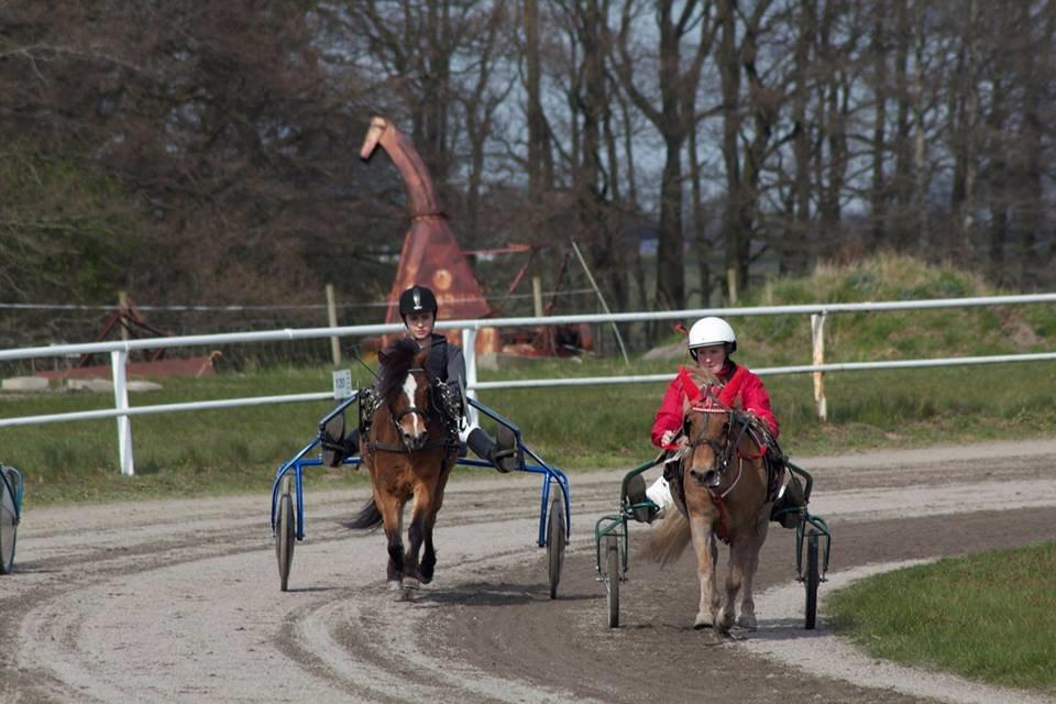 Gotlandsruss Pingo Pan(Æslet) <3 billede 9