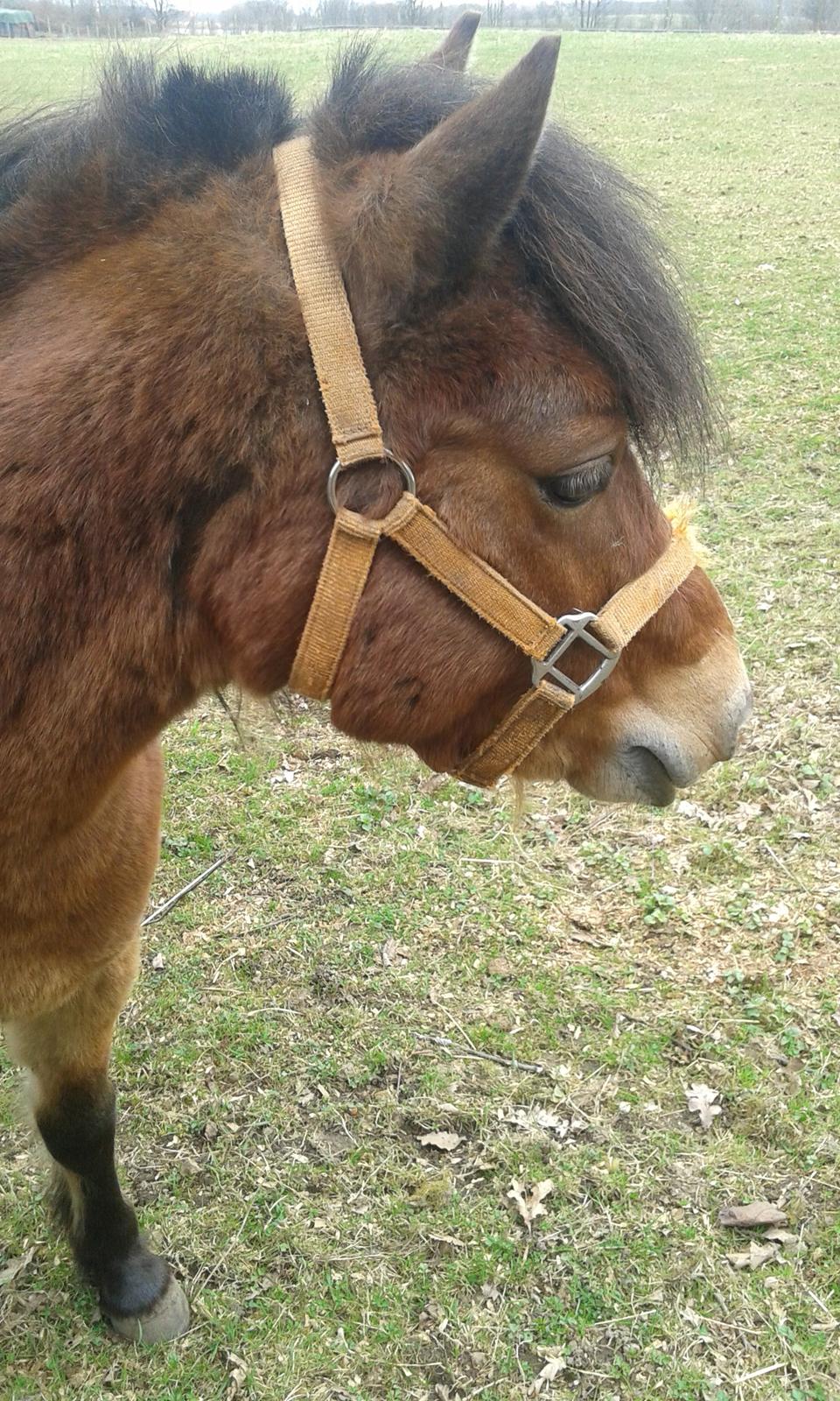 Gotlandsruss Pingo Pan(Æslet) <3 billede 13