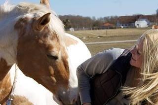 Hollandsk Sportspony / Pinto Angel billede 10