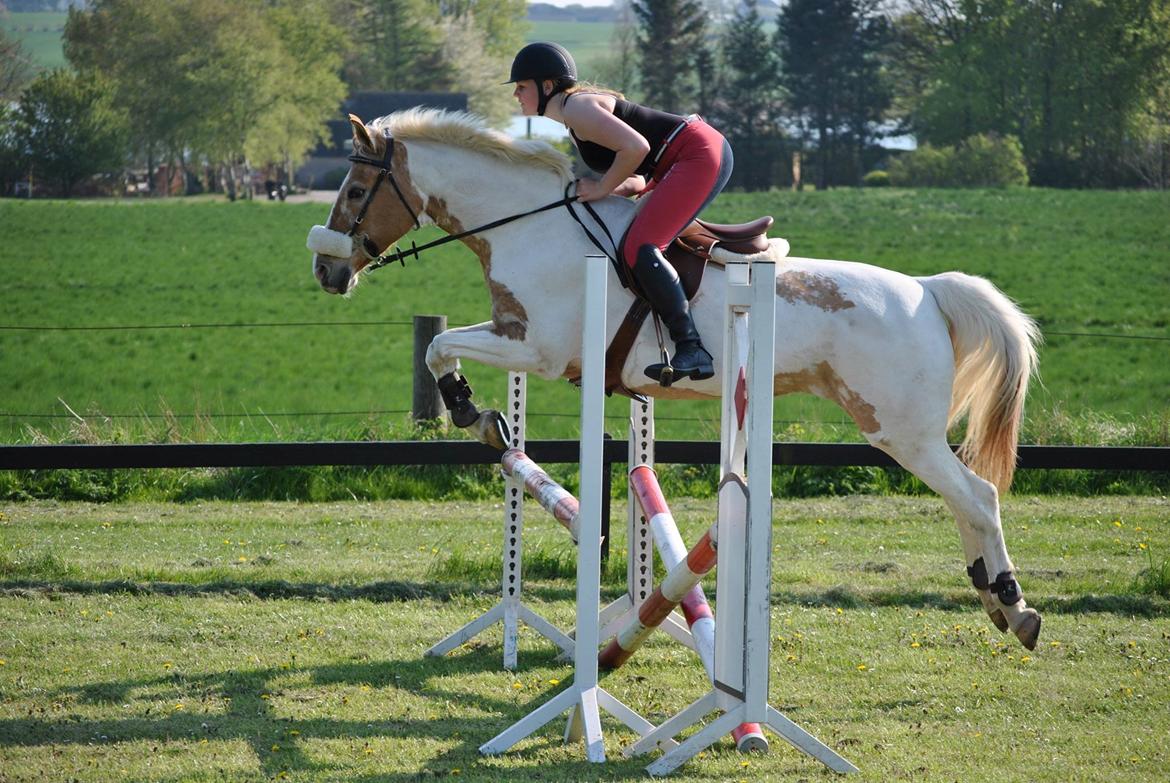 Hollandsk Sportspony / Pinto Angel billede 9