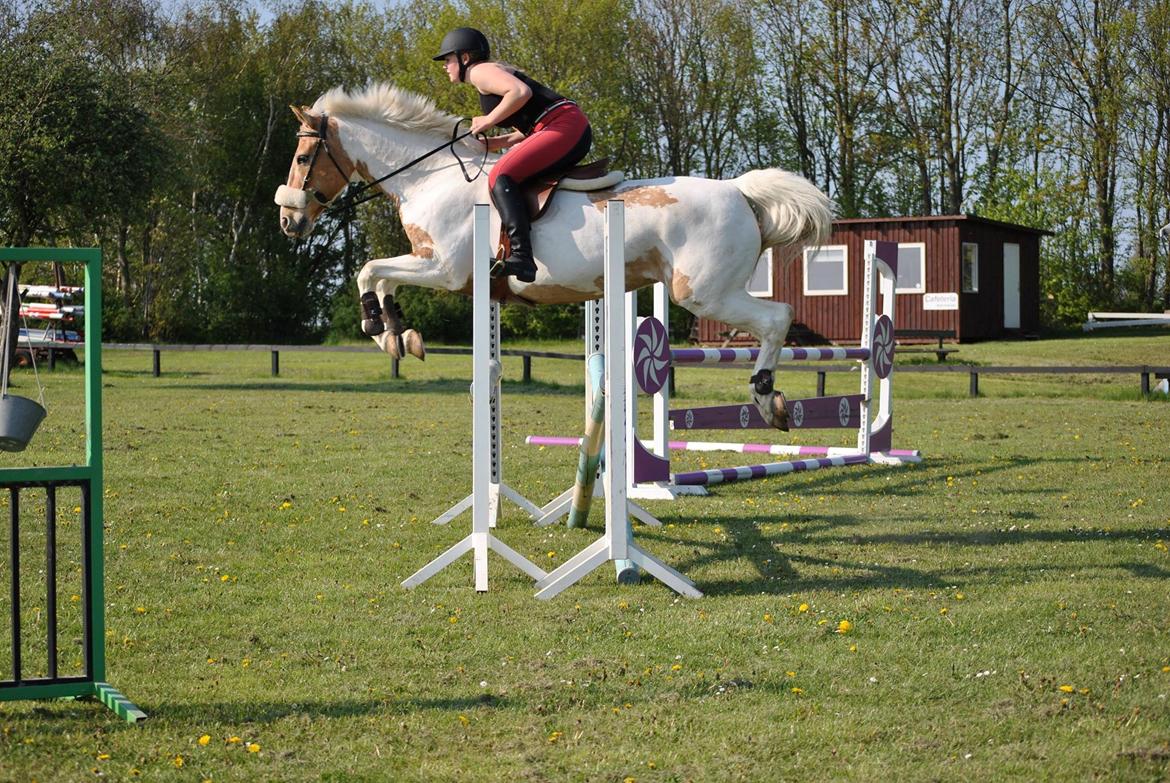 Hollandsk Sportspony / Pinto Angel billede 12