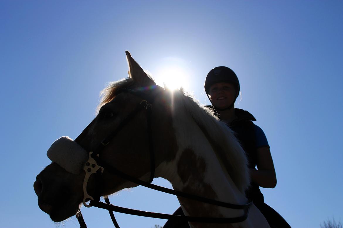 Hollandsk Sportspony / Pinto Angel billede 7