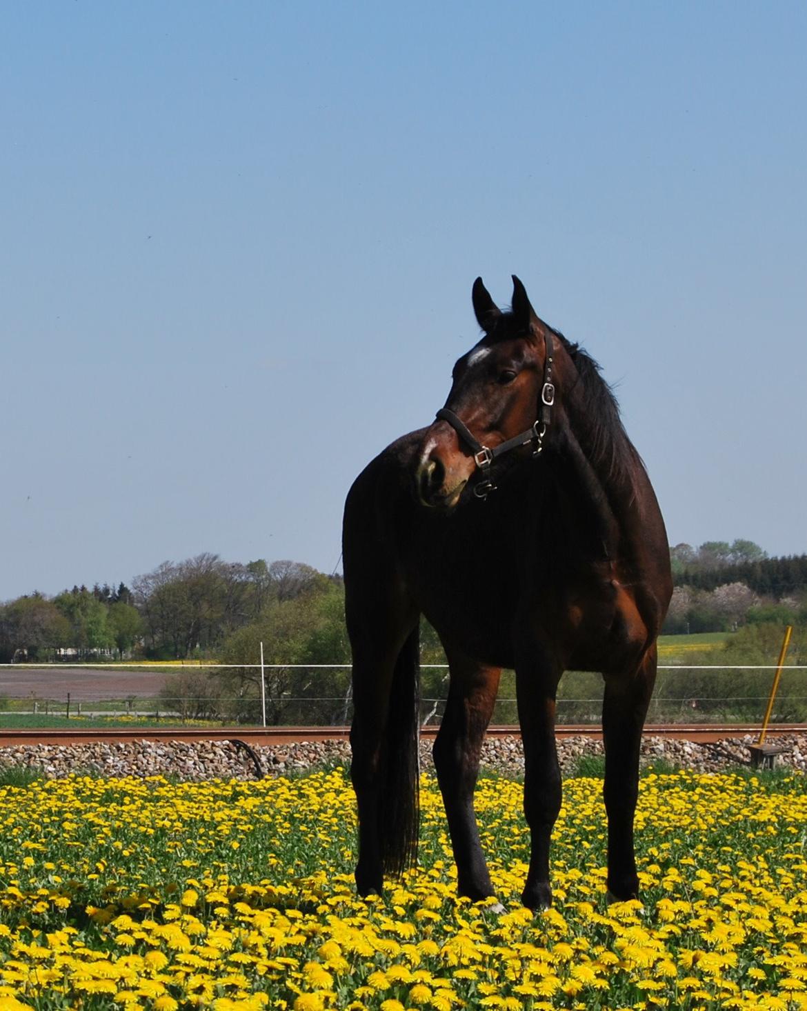 Anden særlig race Thilo Søndergaard - 27-04-2014 billede 3