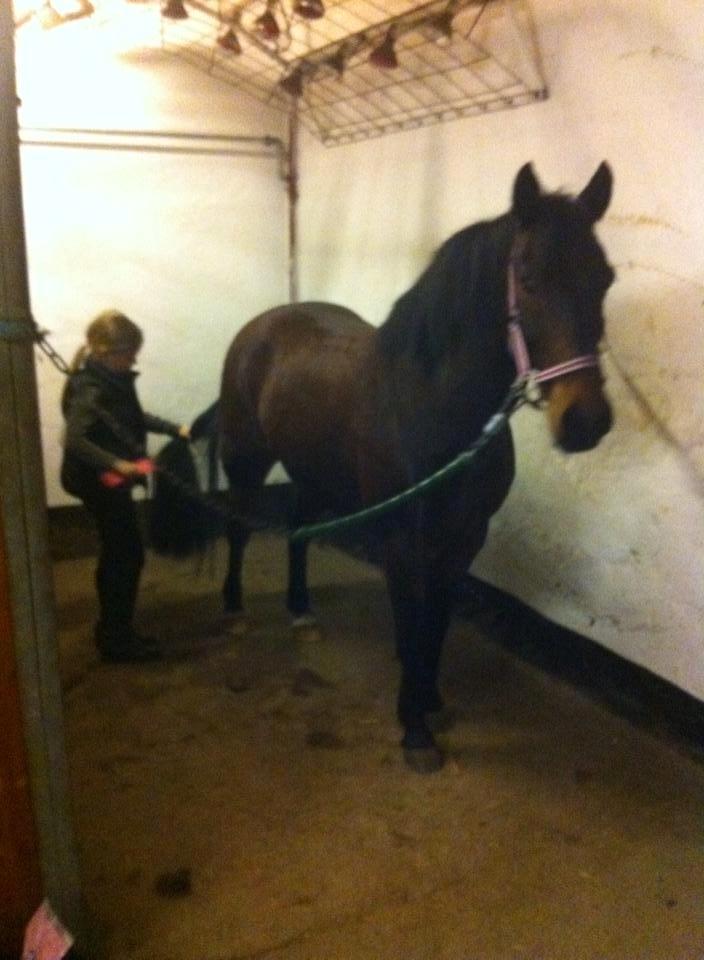 Anden særlig race Tjalfe billede 9