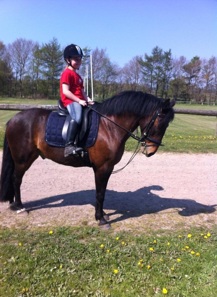 Anden særlig race Tjalfe billede 1