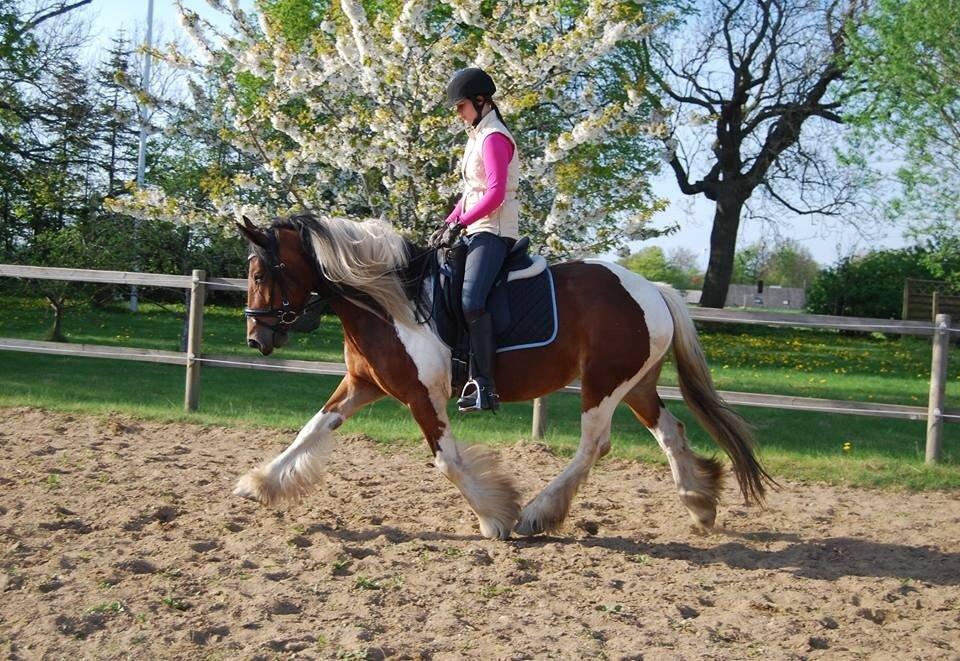 Tinker Satin's Con Fetti - Træning 29 april 2014 billede 17