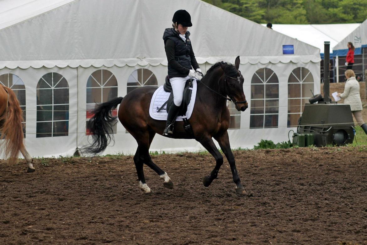 DSP Darling (Prinsessen<3) - Opvarmning, morsø 2013 med Unicorn Ridersport  billede 36
