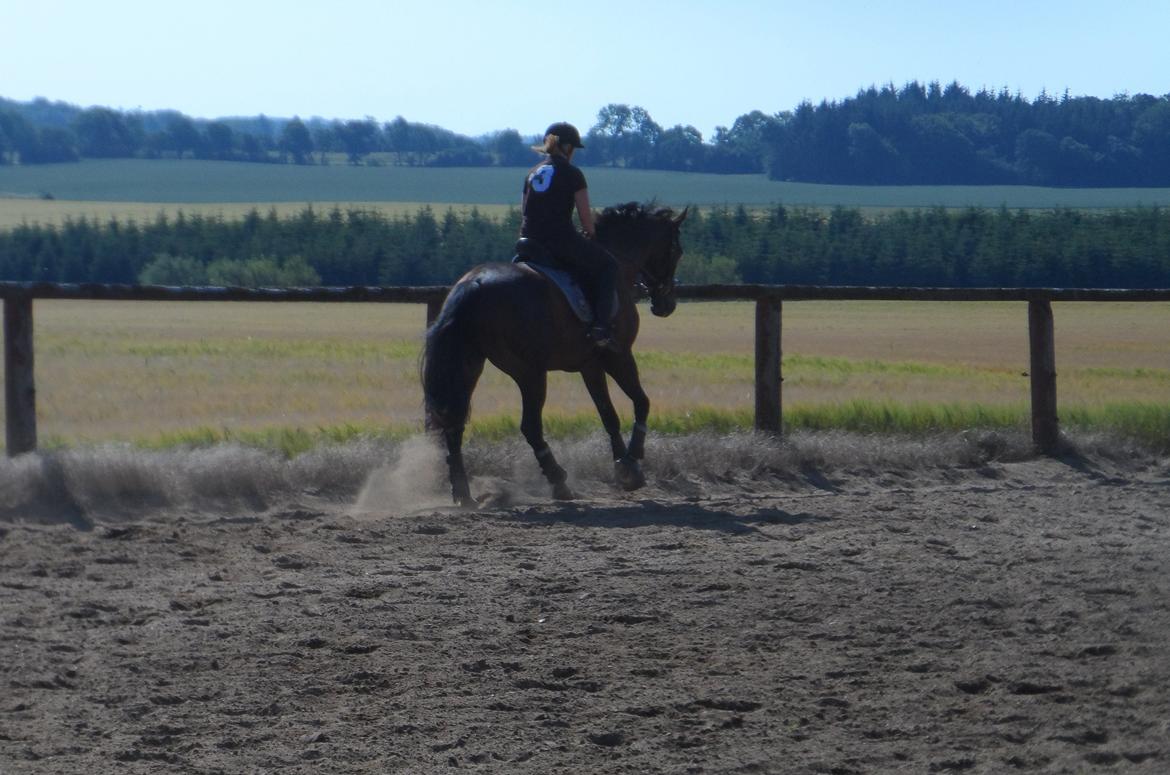 Dansk Varmblod Gredstedgårds Regitze - "I can't stand the distance, I can't dream alone, I can't wait to see you" billede 17