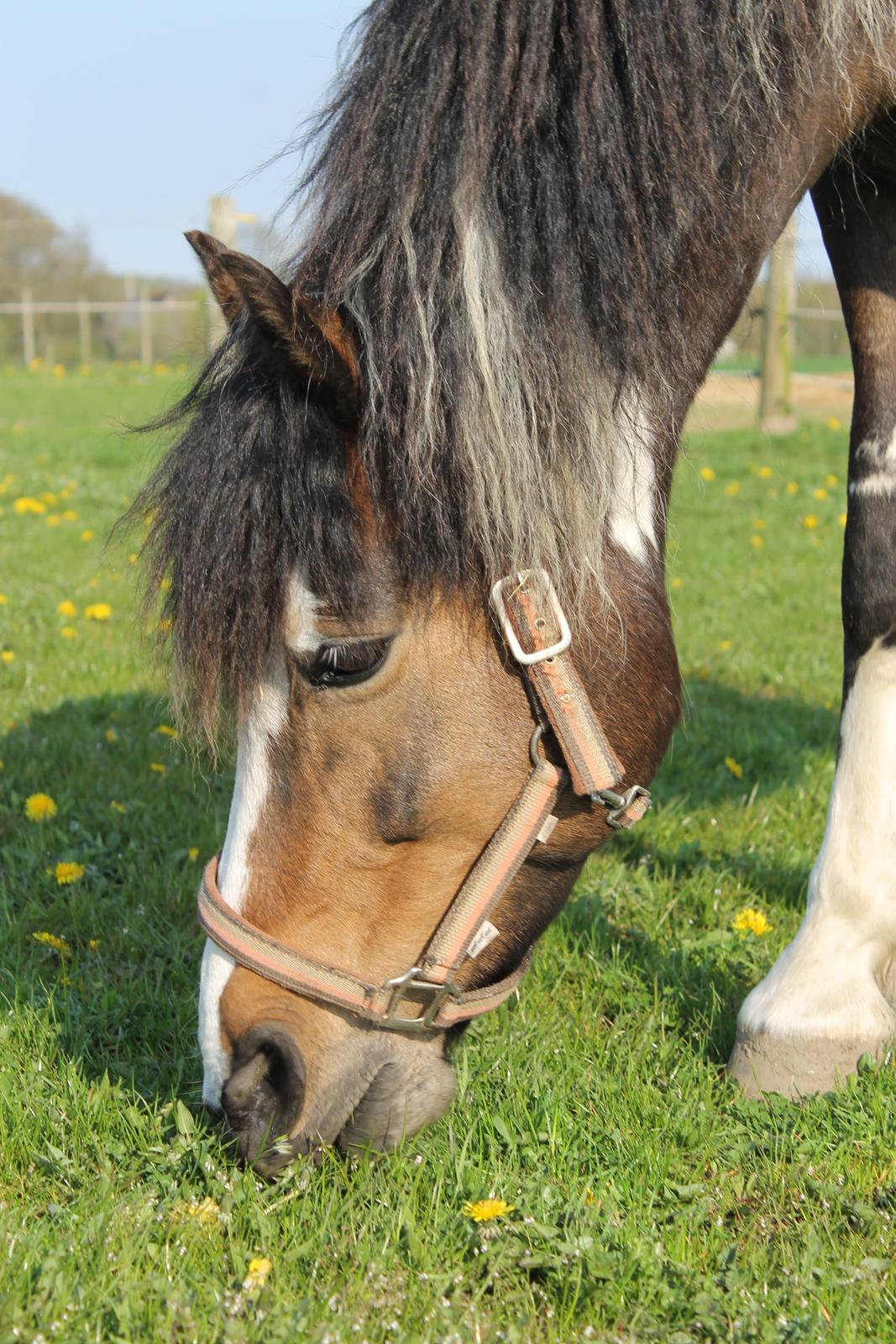 Pinto Bonita billede 33