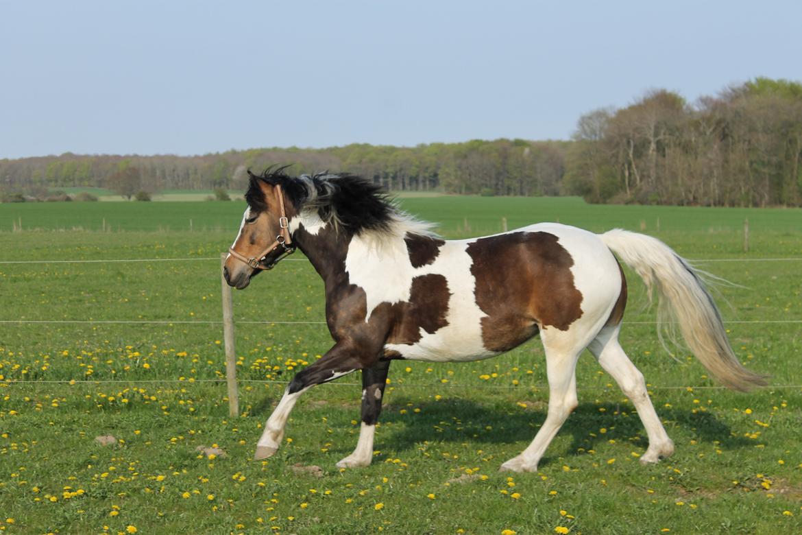 Pinto Bonita billede 36