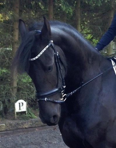 Frieser Max, STER - Max med sin nye trense billede 6