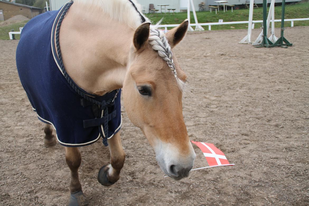 Fjordhest Baungaards odin billede 13