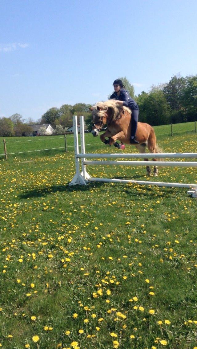 Haflinger Angelica Møllehøjgård billede 12