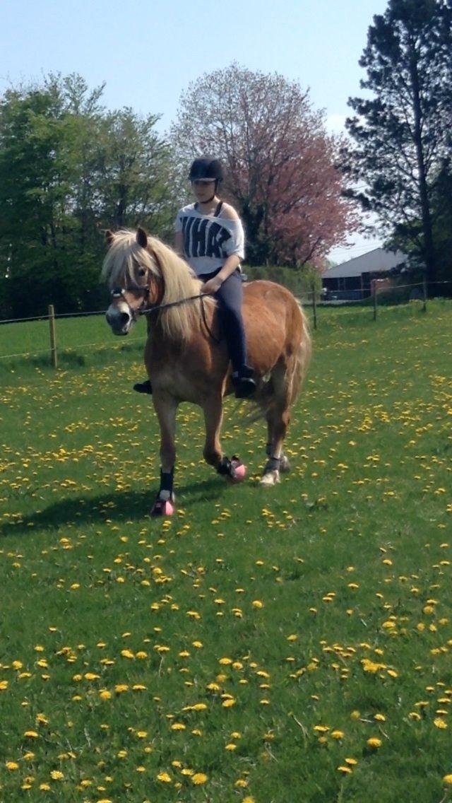 Haflinger Angelica Møllehøjgård billede 13