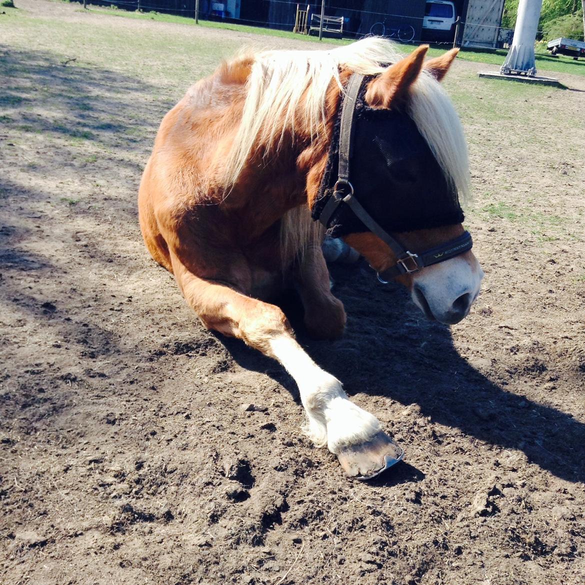 Haflinger Angelica Møllehøjgård billede 14