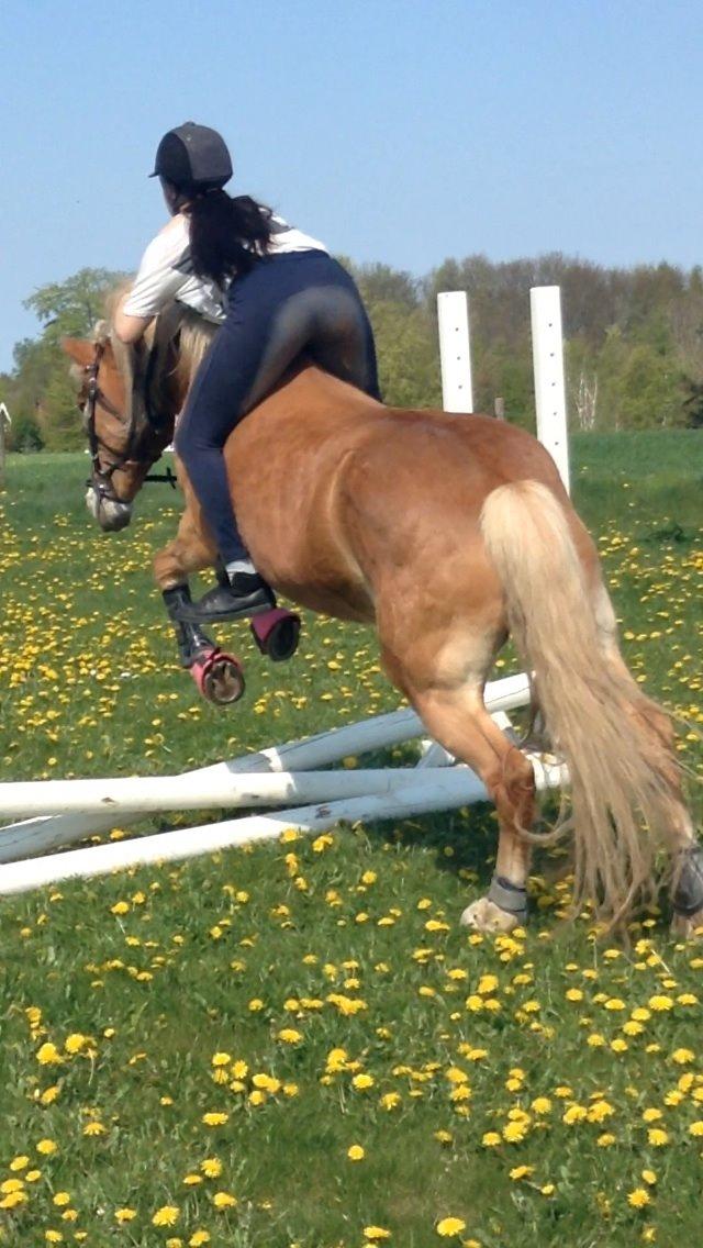 Haflinger Angelica Møllehøjgård billede 19
