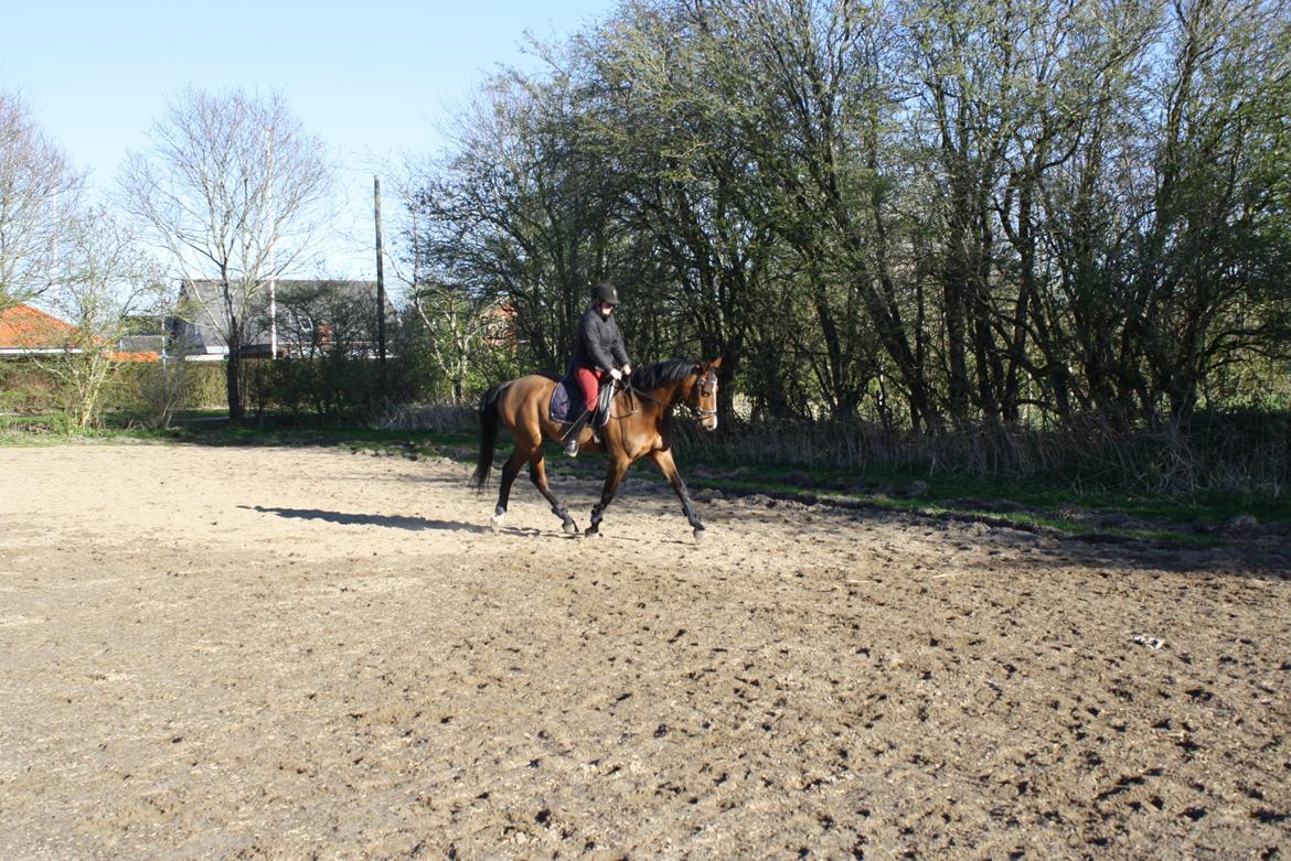 Holstener Ca Reim (Solgt) billede 17