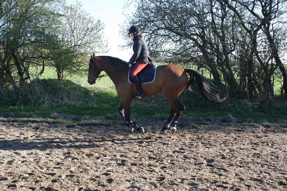 Holstener Ca Reim (Solgt) billede 15