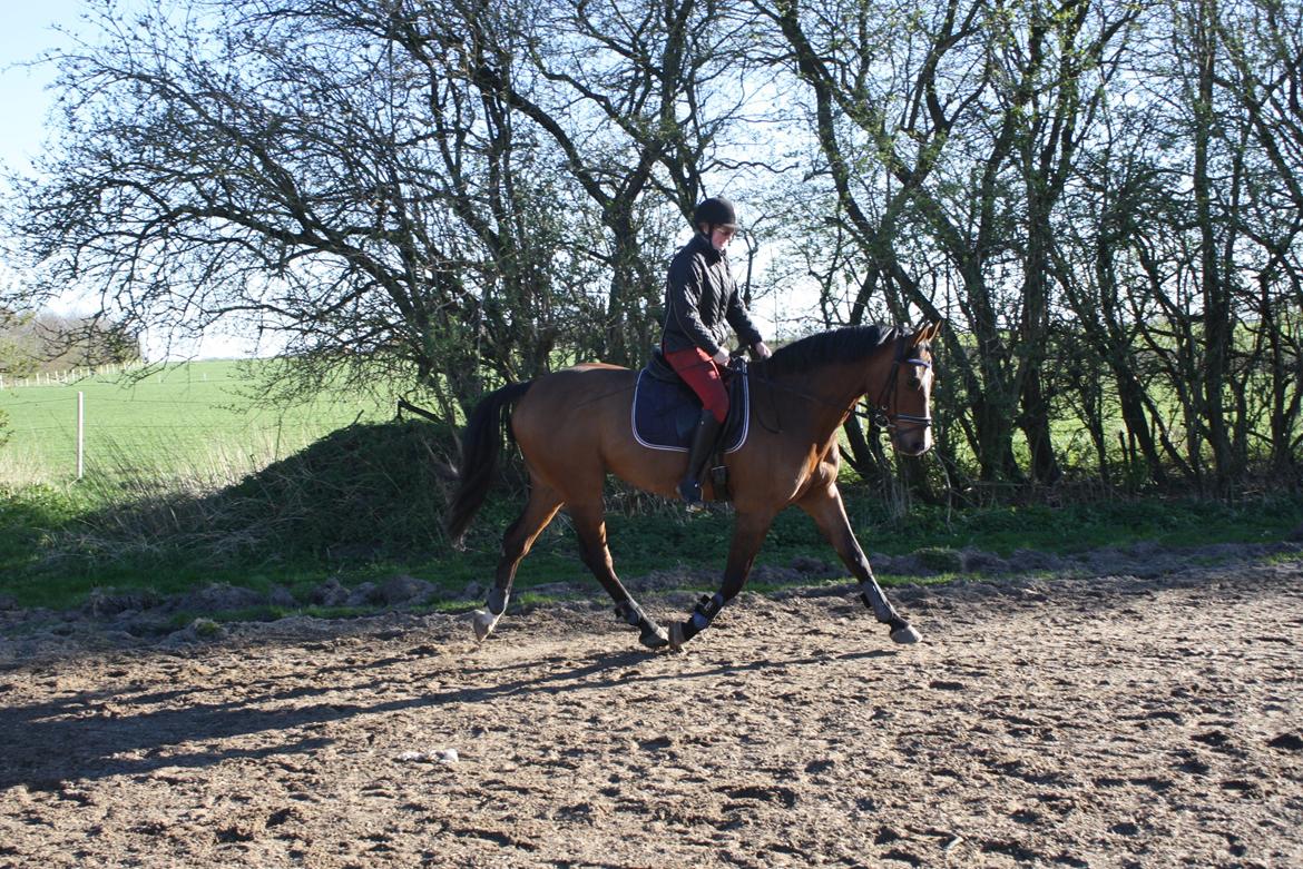 Holstener Ca Reim (Solgt) billede 16