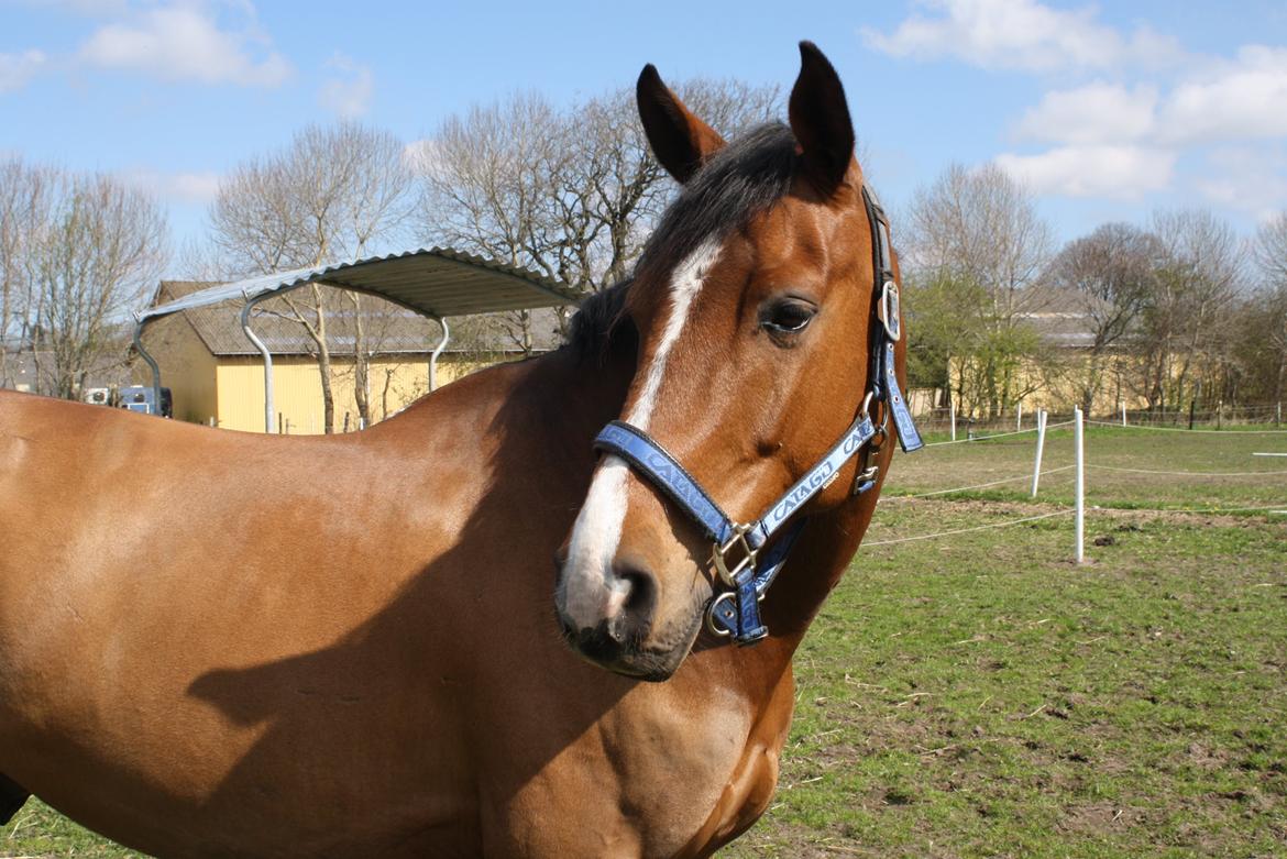 Holstener Ca Reim (Solgt) billede 5