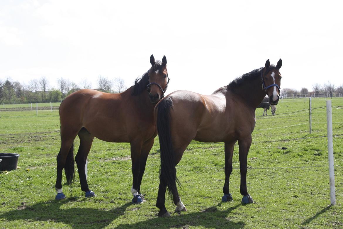 Holstener Ca Reim (Solgt) billede 18