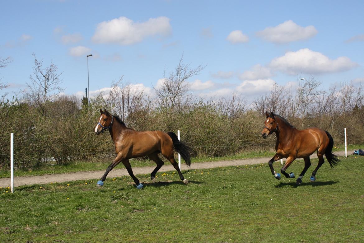 Holstener Ca Reim (Solgt) billede 19