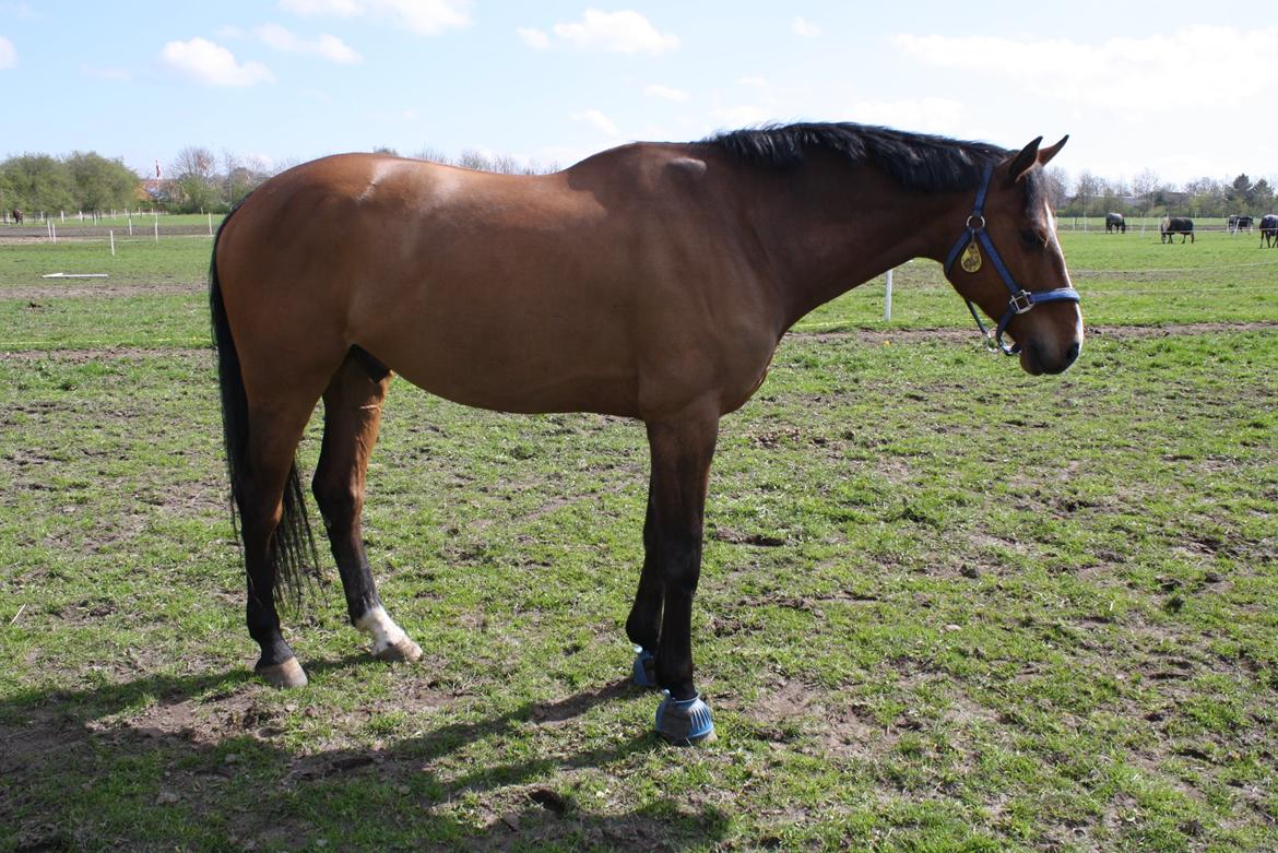 Holstener Ca Reim (Solgt) billede 4