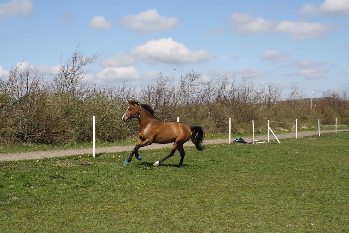 Holstener Ca Reim (Solgt) billede 20