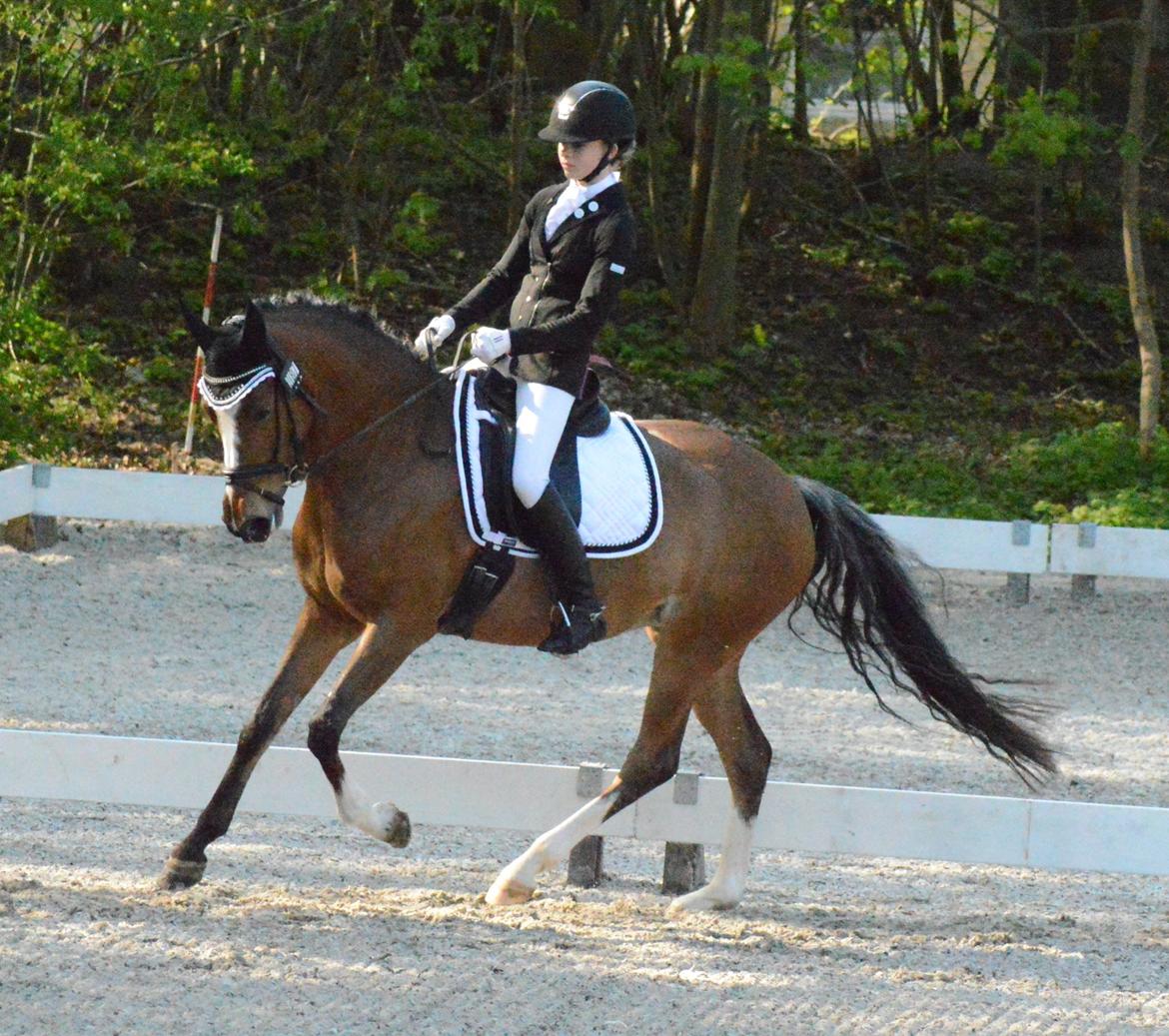 DSP Babett Bitsch - B-pony billede 20