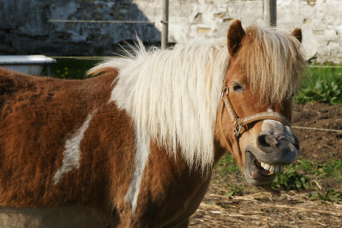 Shetlænder Ingeborg billede 20