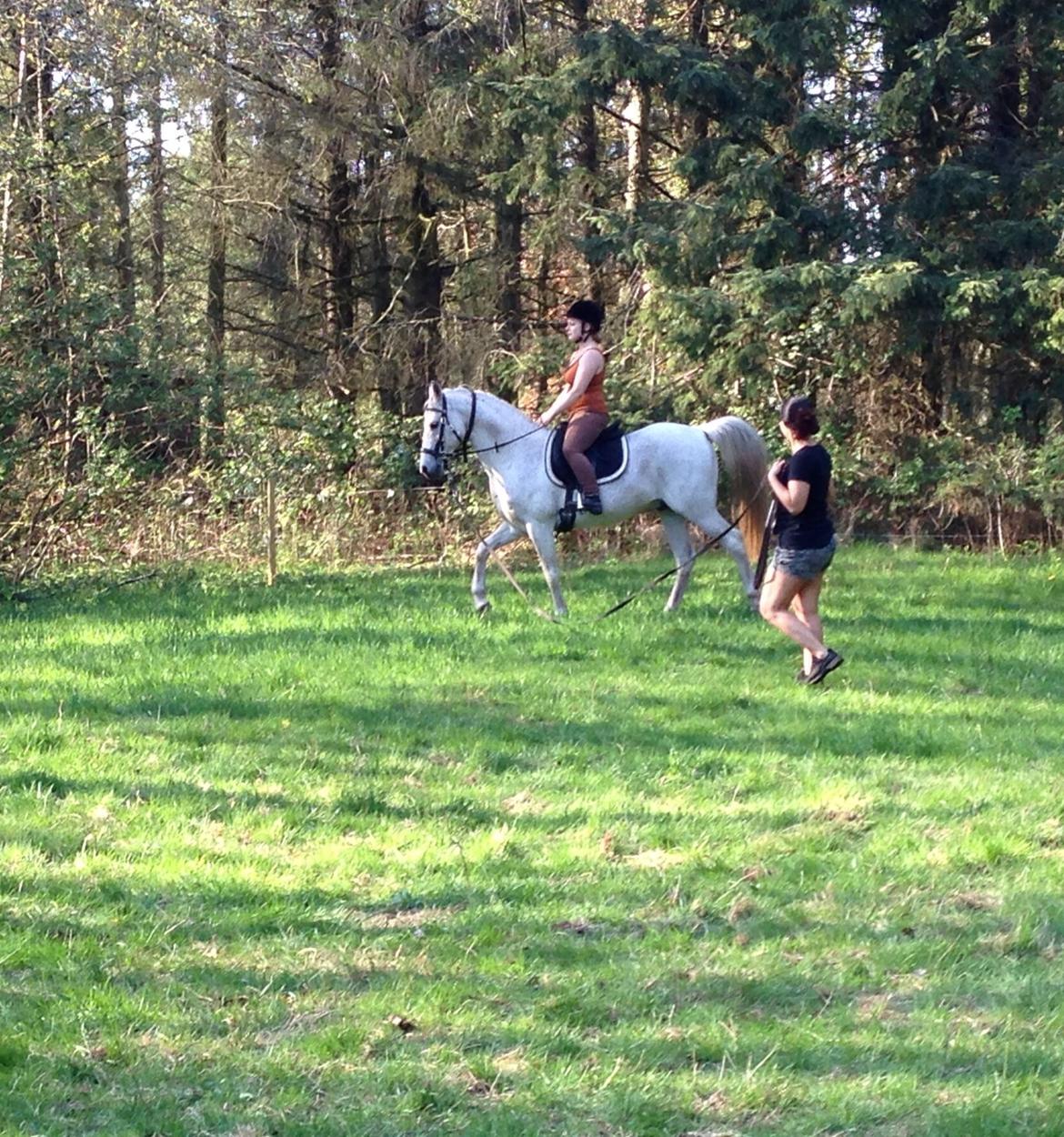 Arabisk fuldblod (OX) Silviars Benjamin CA fri billede 28