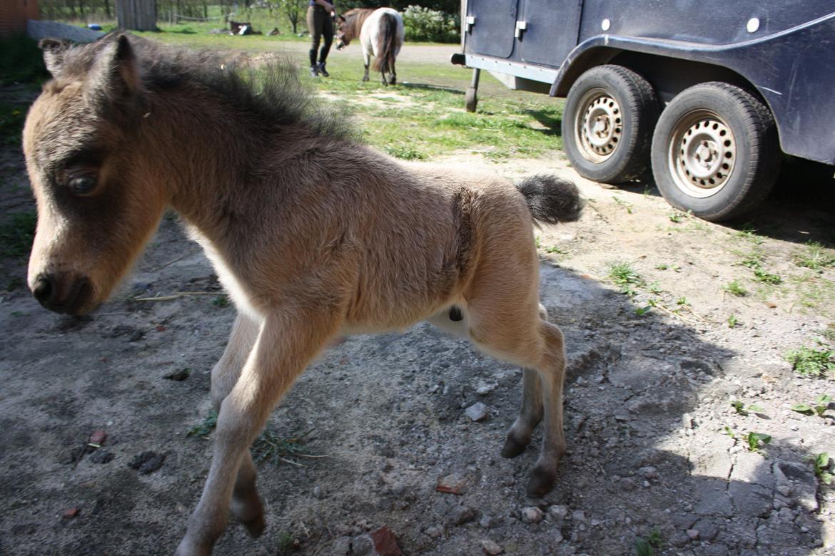 Belgisk Miniature Høgilds INKYS Golden Romance billede 35