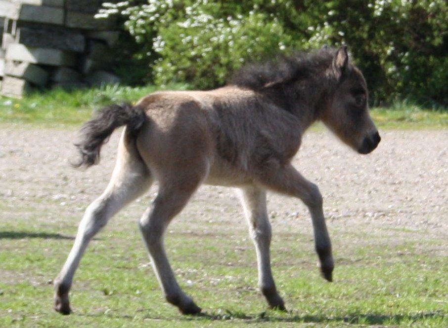 Belgisk Miniature Høgilds INKYS Golden Romance billede 36
