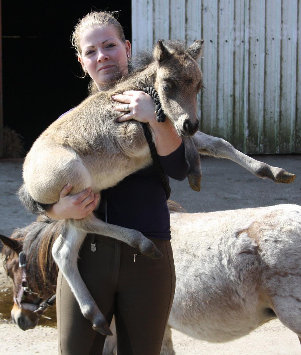 Belgisk Miniature Høgilds INKYS Golden Romance billede 34