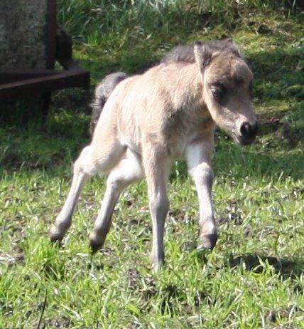 Belgisk Miniature Høgilds INKYS Golden Romance billede 41