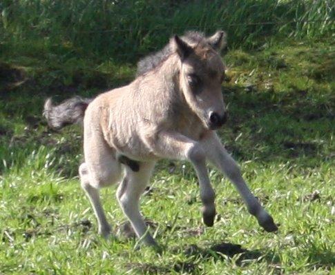 Belgisk Miniature Høgilds INKYS Golden Romance billede 38