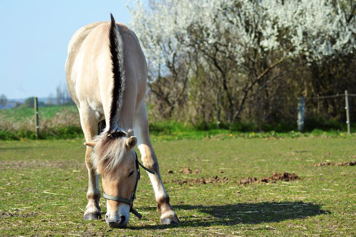 Fjordhest Bjerkan - April 2014 billede 4