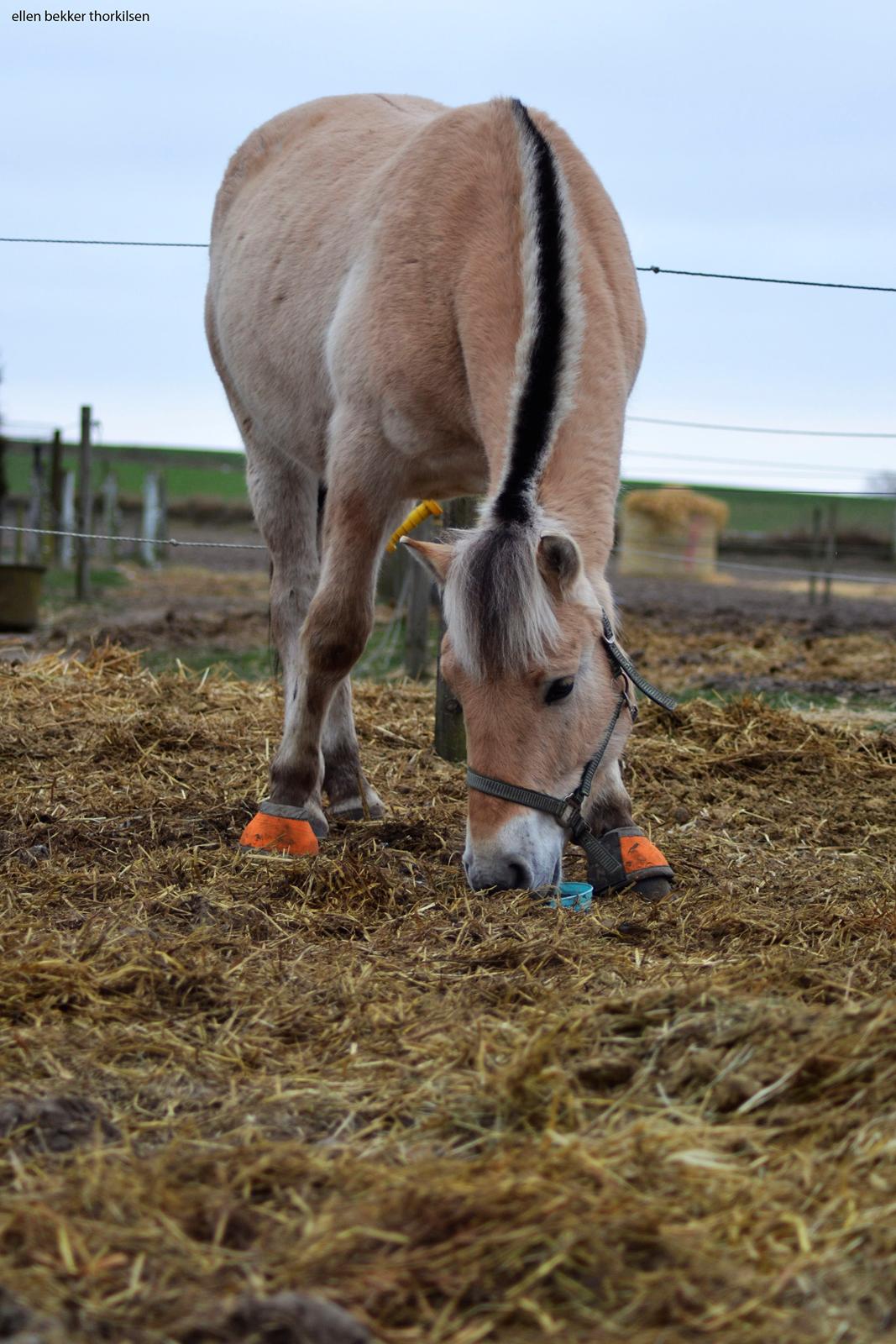 Fjordhest Bjerkan - Januar 2014 - når man er den eneste på folden, må man vel forkæles lidt. billede 5