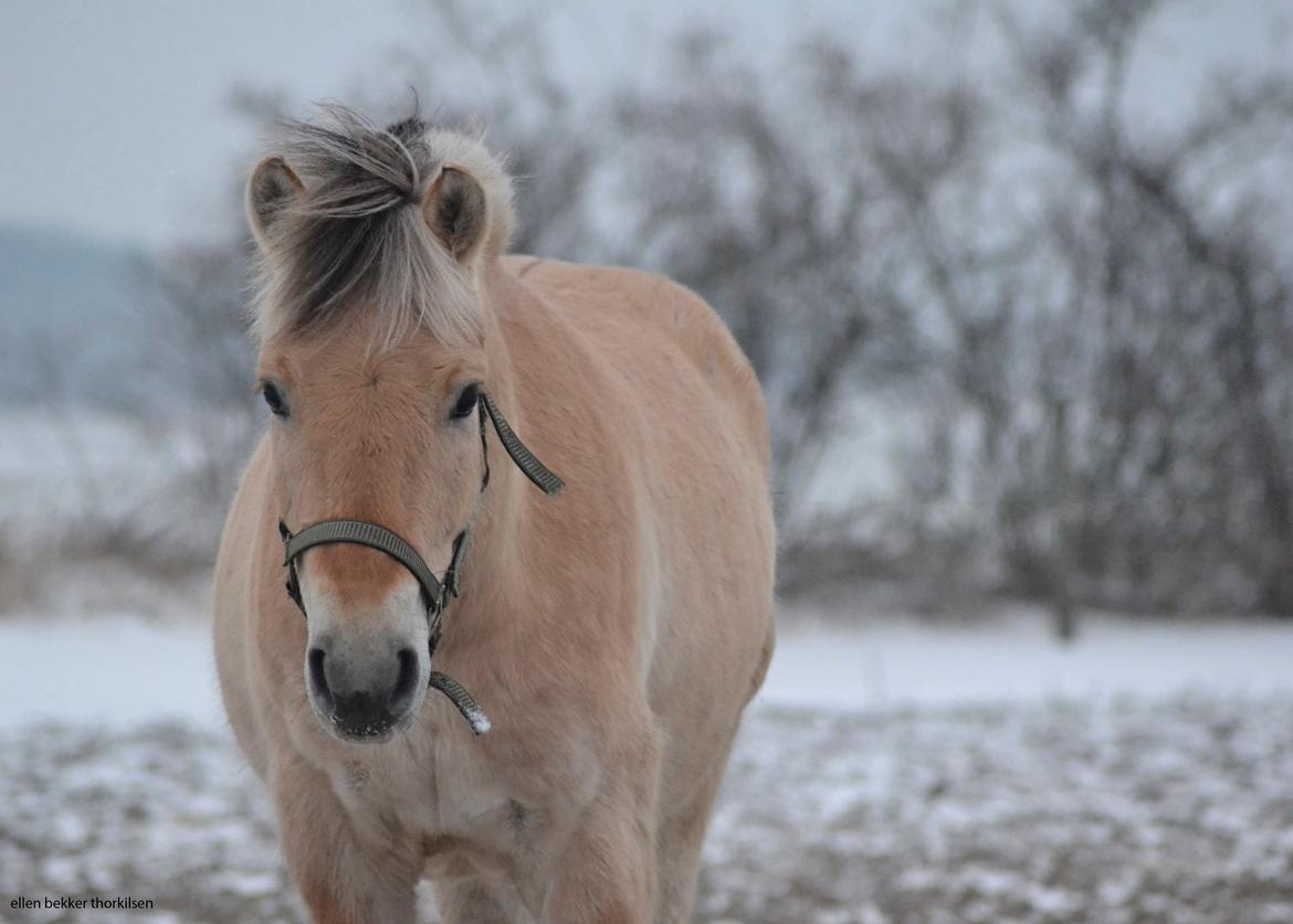 Fjordhest Bjerkan - Januar 2014 - den første sne billede 6