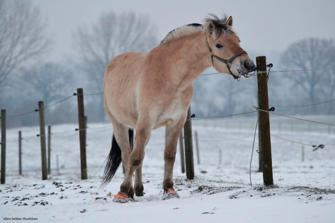 Fjordhest Bjerkan - Januar 2014 - kan det mon spises? billede 7